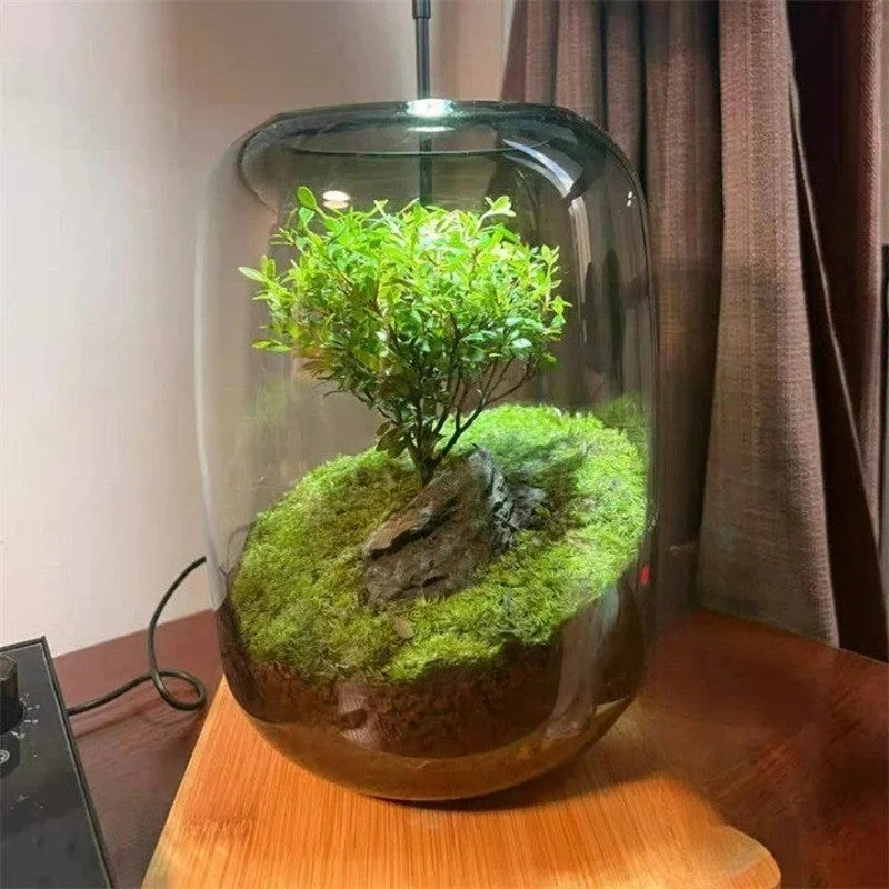 Elegant Glasbeholder til Terrarium | Moderne Plante Dekoration